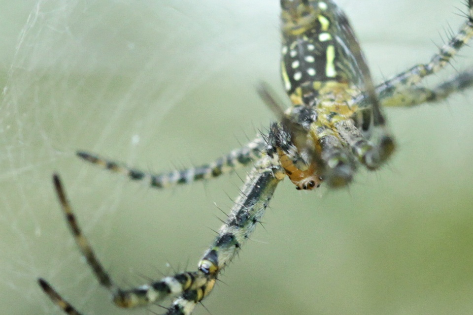 Tent Spider (Cyrtophora molucensis) (Cyrtophora molucensis)